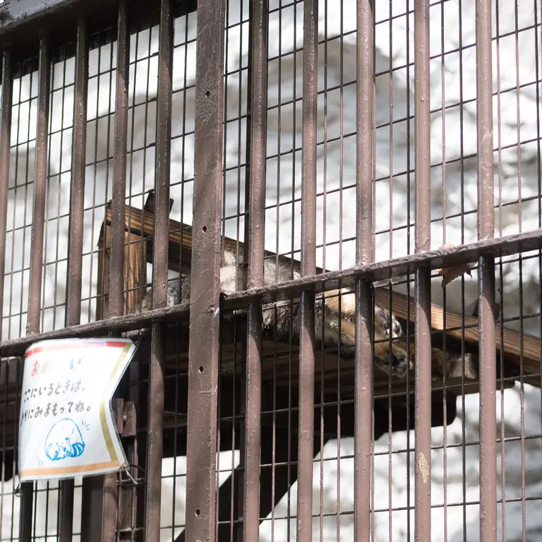 A photograph of Figa in Nogeyama Zoo