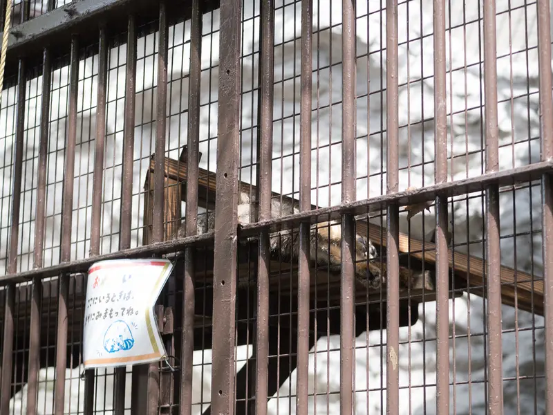 A photograph of Figa in Nogeyama Zoo