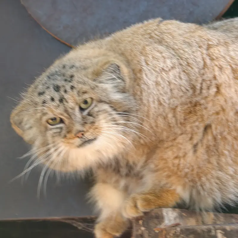 A photograph of Alani in Košice Zoo