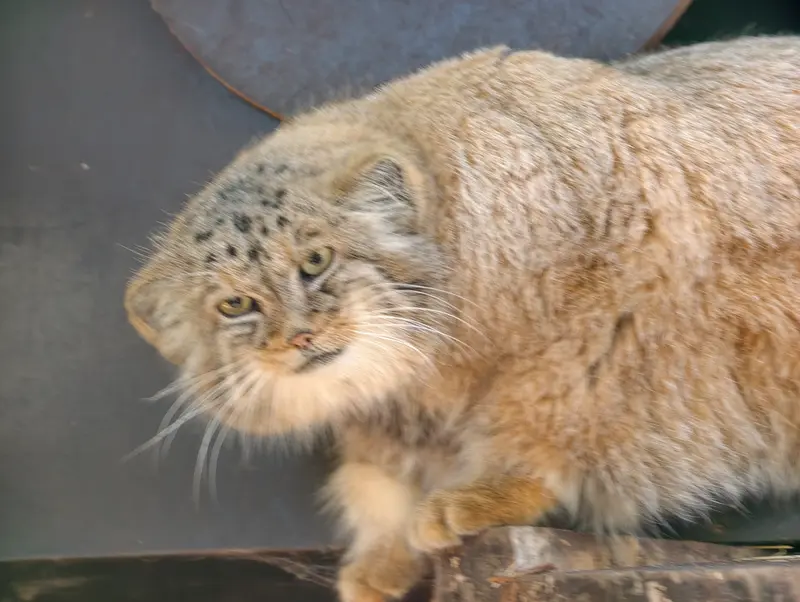 A photograph of Alani in Košice Zoo