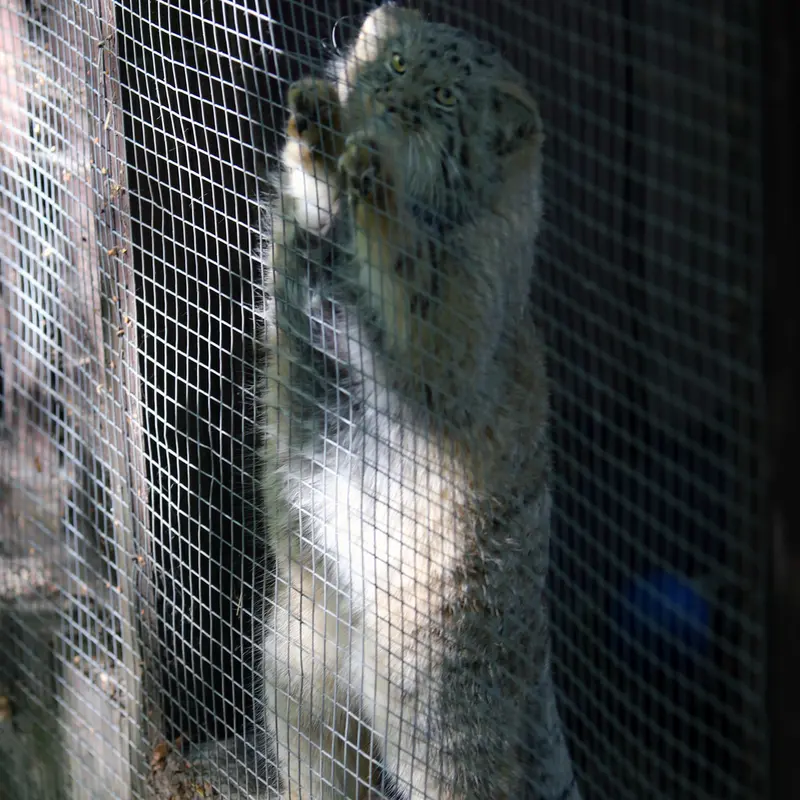 A photograph of Kitten of Alani b.2026 Ⅱ in Košice Zoo