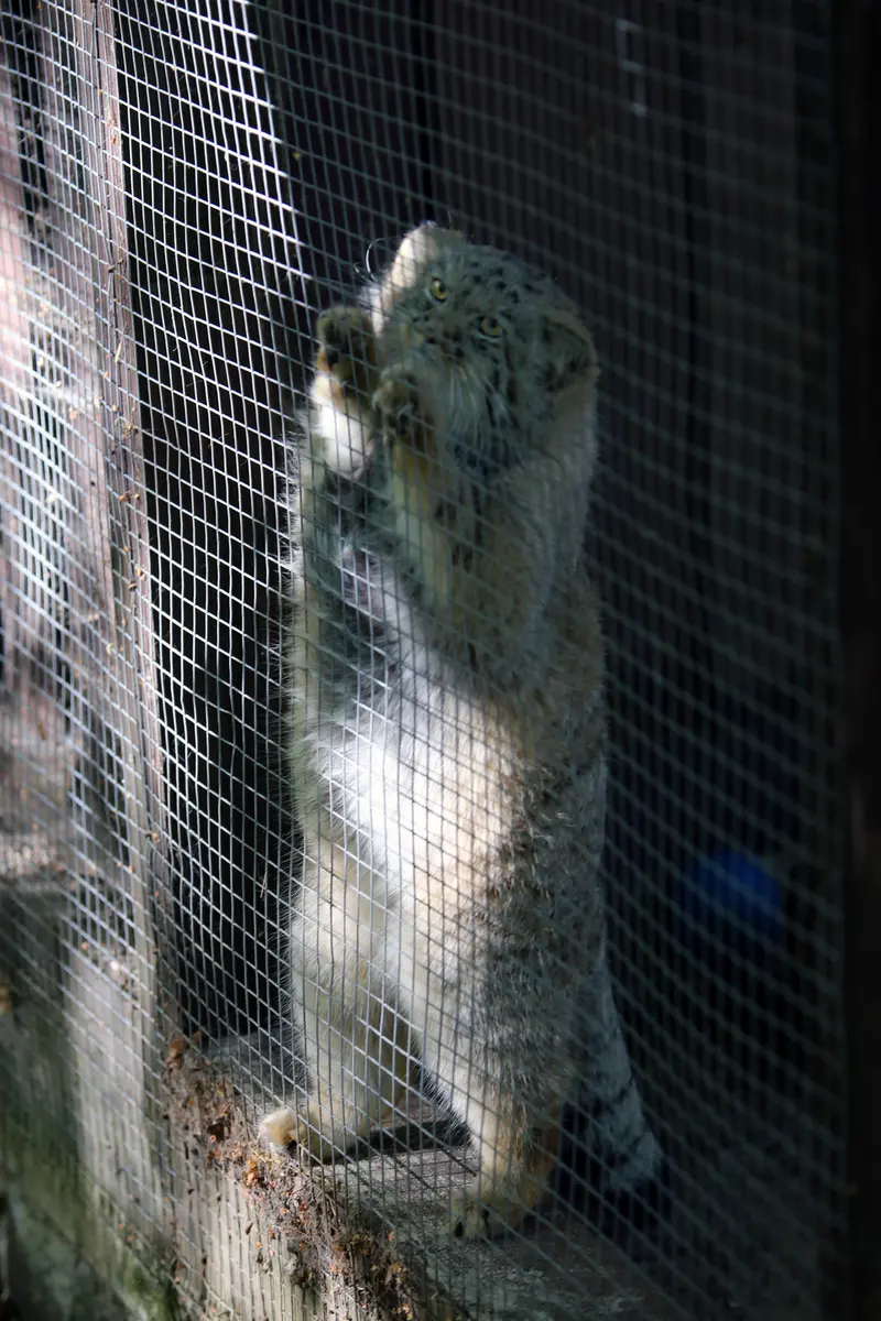A photograph of Kitten of Alani b.2026 Ⅱ in Košice Zoo