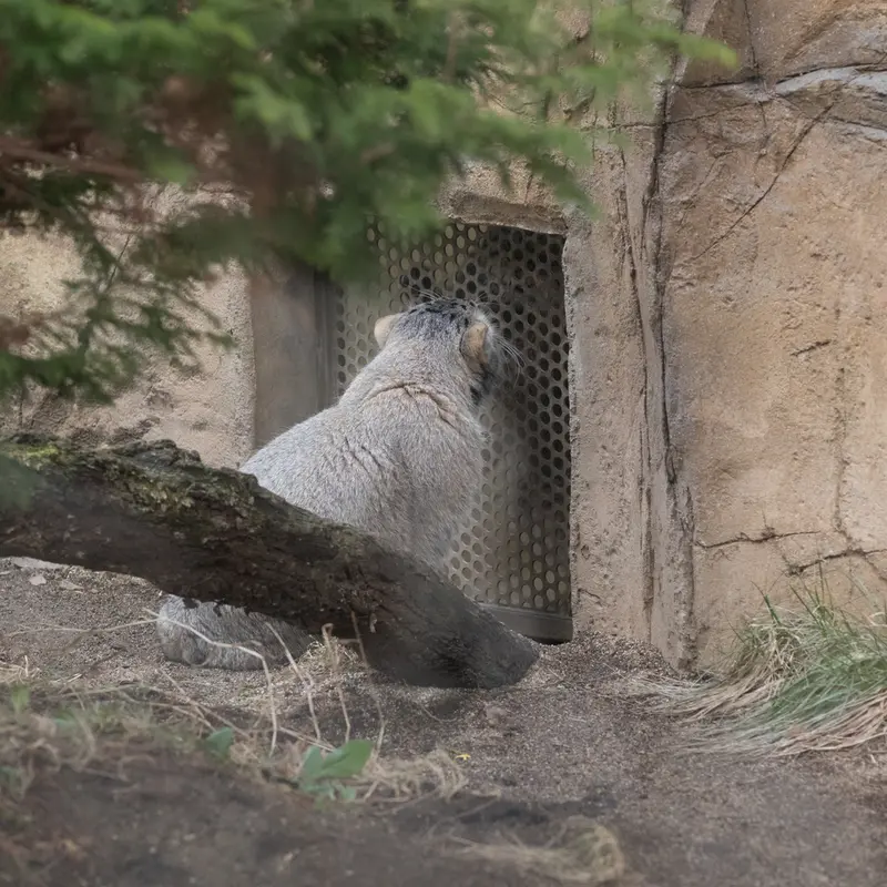 A photograph of Nagomu and Abrikos in Nasu Animal Kingdom