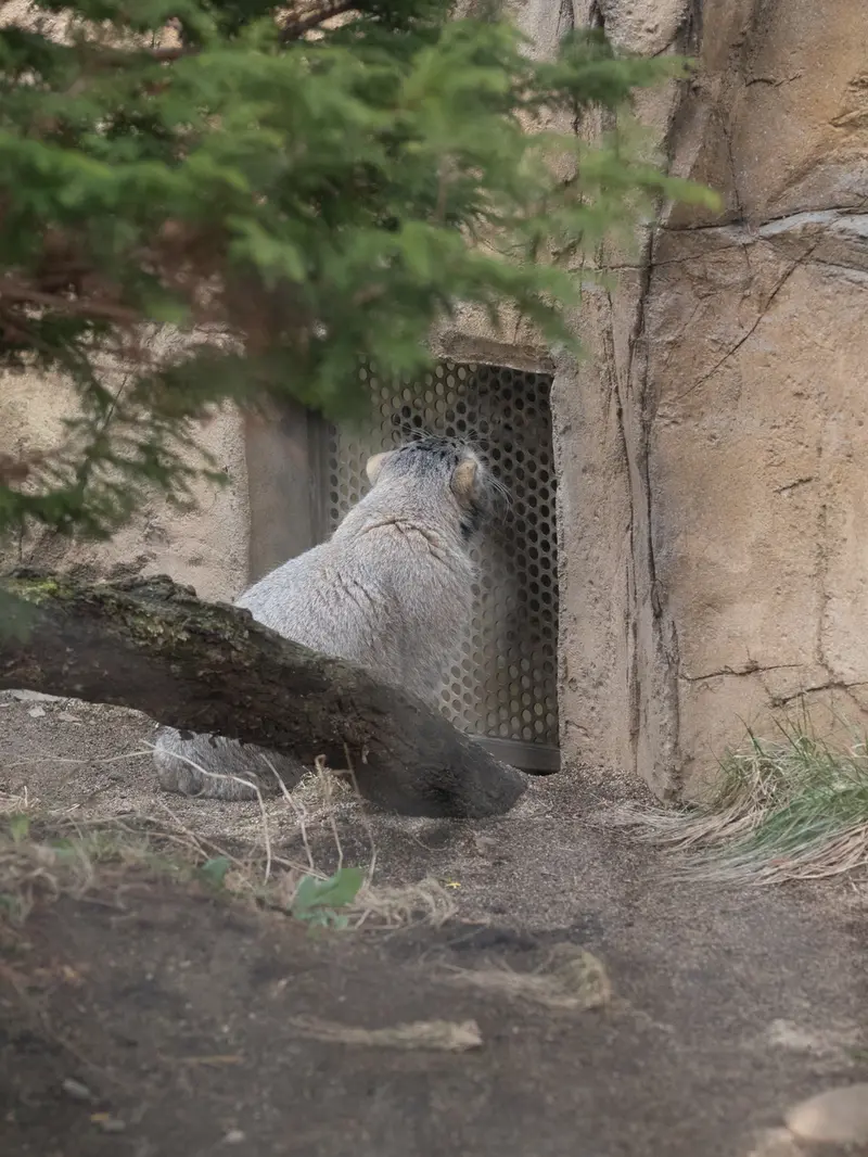 A photograph of Nagomu and Abrikos in Nasu Animal Kingdom
