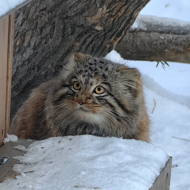 A photograph of Son of Snezhinka b.2025 Ⅲ in Novosibirsk Zoo