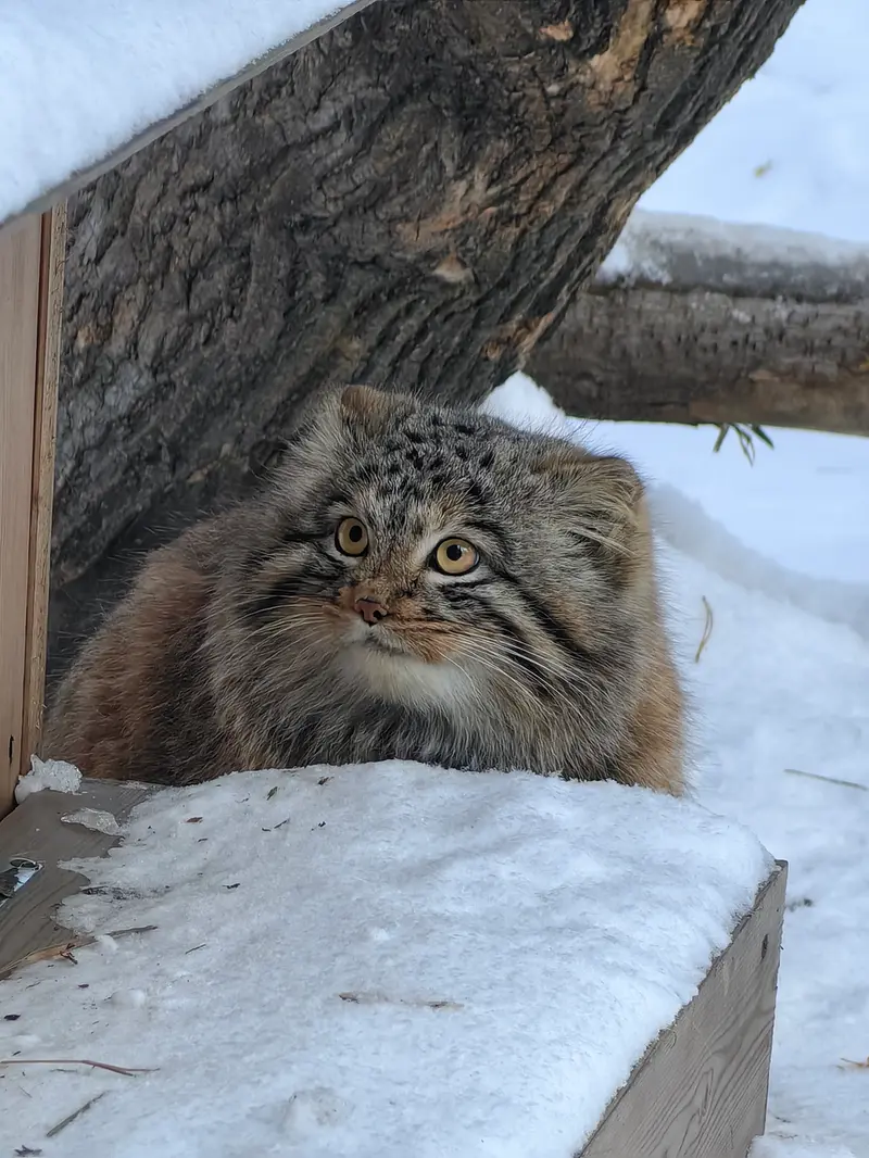 A photograph of Son of Snezhinka b.2025 Ⅲ in Novosibirsk Zoo