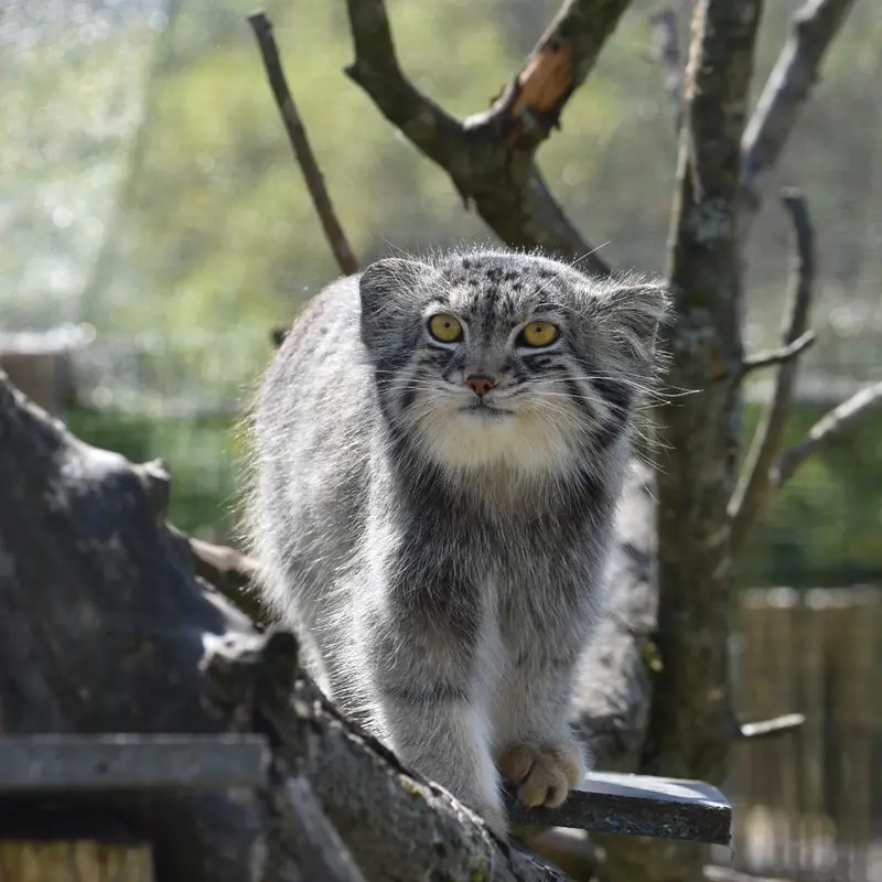 A photograph of Bat-Erdene in The Lakeland Wildlife Oasis