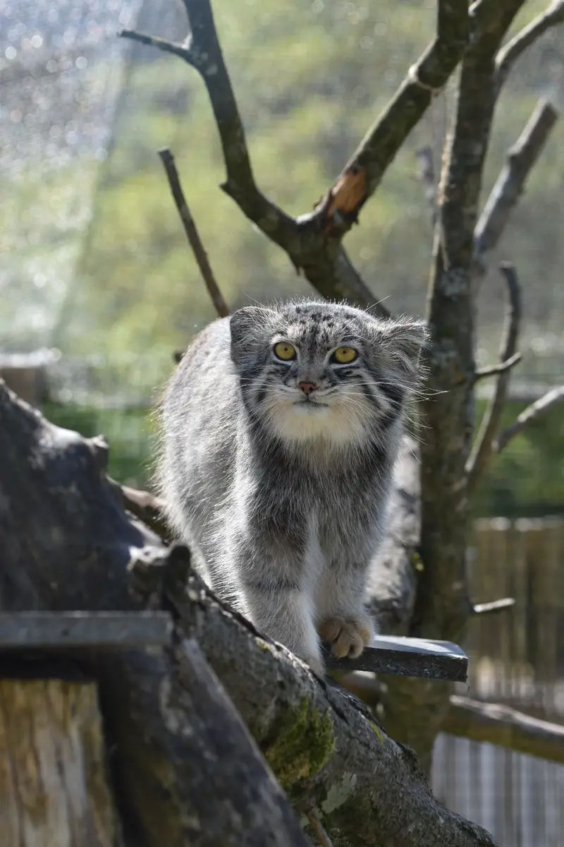A photograph of Bat-Erdene in The Lakeland Wildlife Oasis