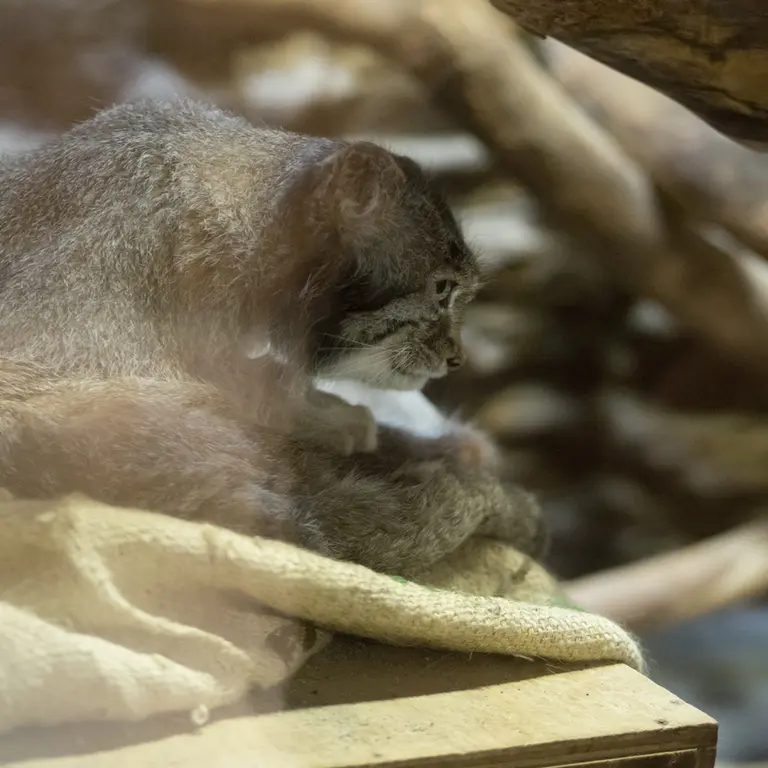 A photograph of Klyon in Ueno Zoological Gardens