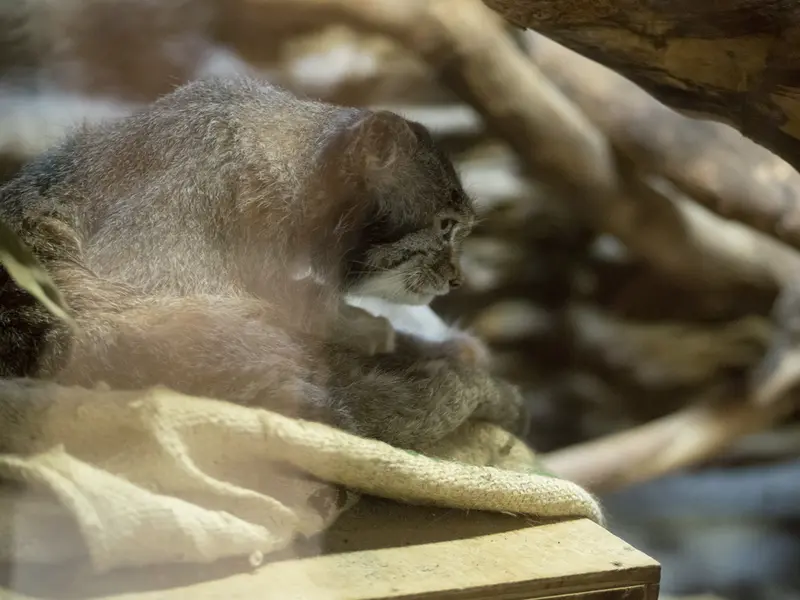 A photograph of Klyon in Ueno Zoological Gardens