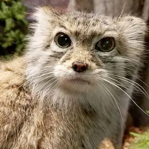 A photograph of Pabu in Lake Superior Zoo
