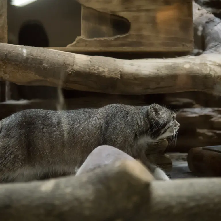 A photograph of Klyon in Ueno Zoological Gardens
