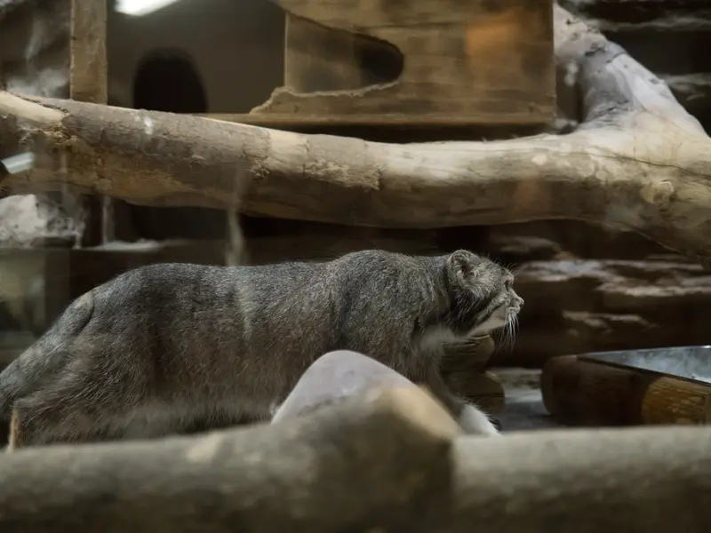 A photograph of Klyon in Ueno Zoological Gardens