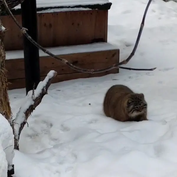 A photograph of a Pallas's cat in Novosibirsk Zoo