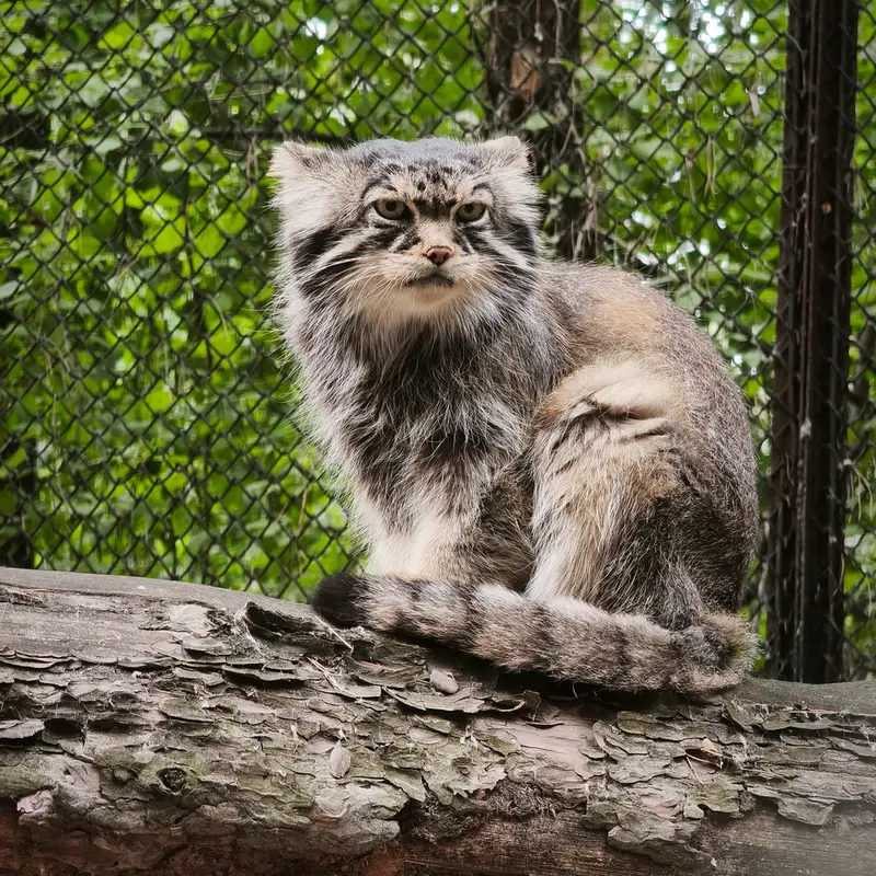 A photograph of George in Novosibirsk Zoo