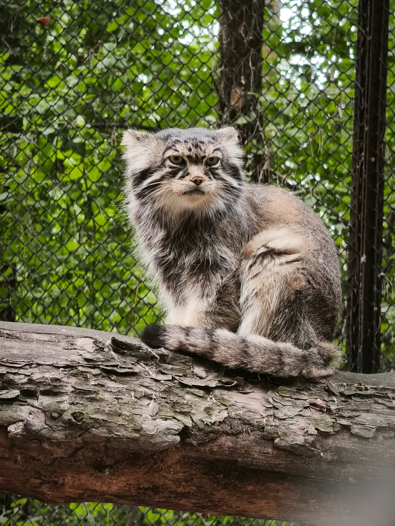 A photograph of George in Novosibirsk Zoo