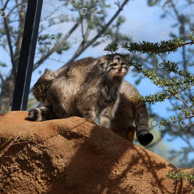 A photograph of Prinsessa and Spay in Prague Zoo