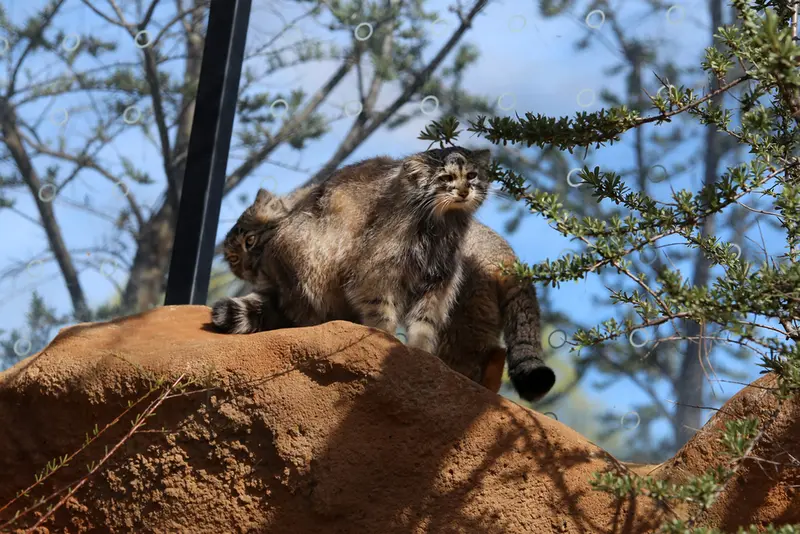 A photograph of Prinsessa and Spay in Prague Zoo