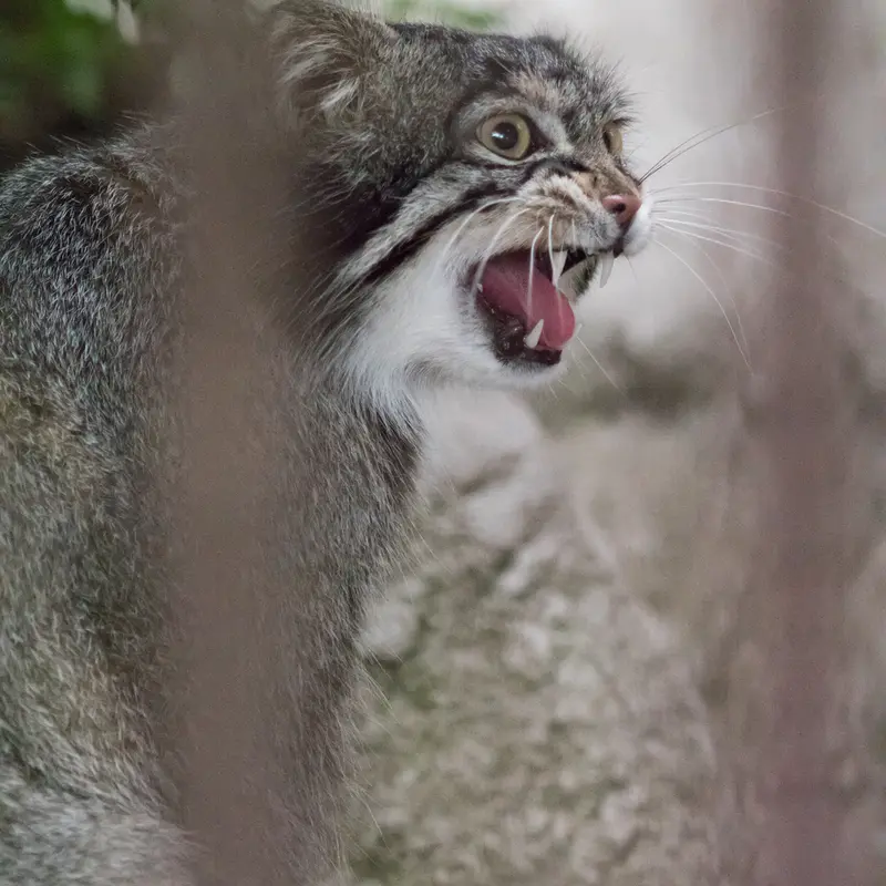 A photograph of Figa in Nogeyama Zoo