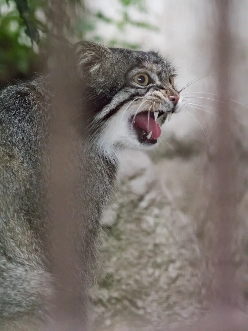 A photograph of Figa in Nogeyama Zoo