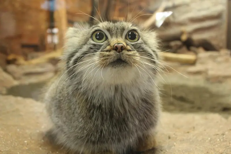 A photograph of a Pallas's cat