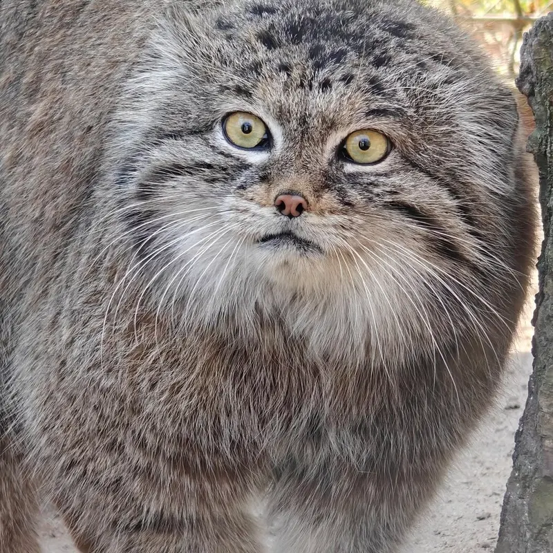 A photograph of Magellan in Poznan New Zoo