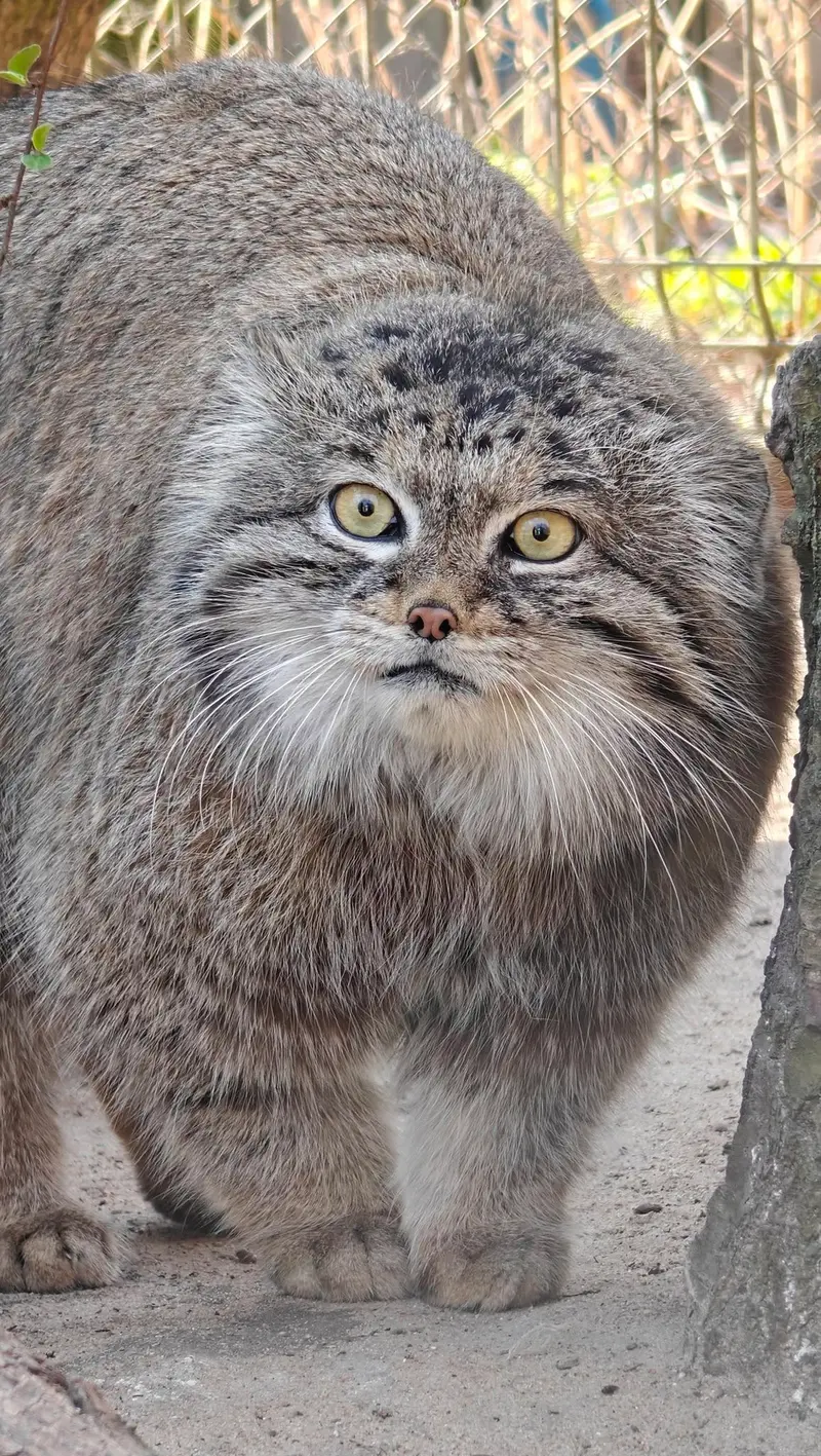 A photograph of Magellan in Poznan New Zoo