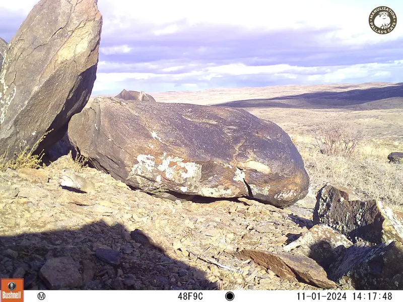 A photograph of Kazakh pika from Koshkar camera trap