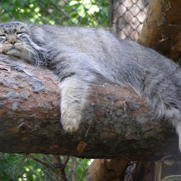 A photograph of Zelenogorsk in Novosibirsk Zoo