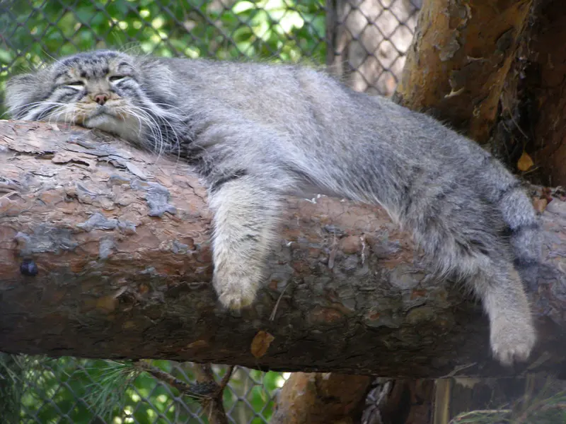 A photograph of Zelenogorsk in Novosibirsk Zoo