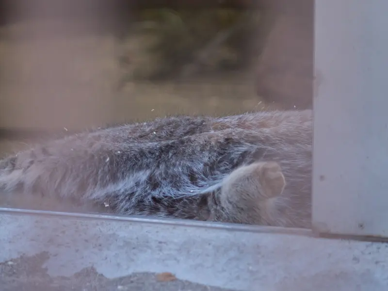 A photograph of Figa in Nogeyama Zoo