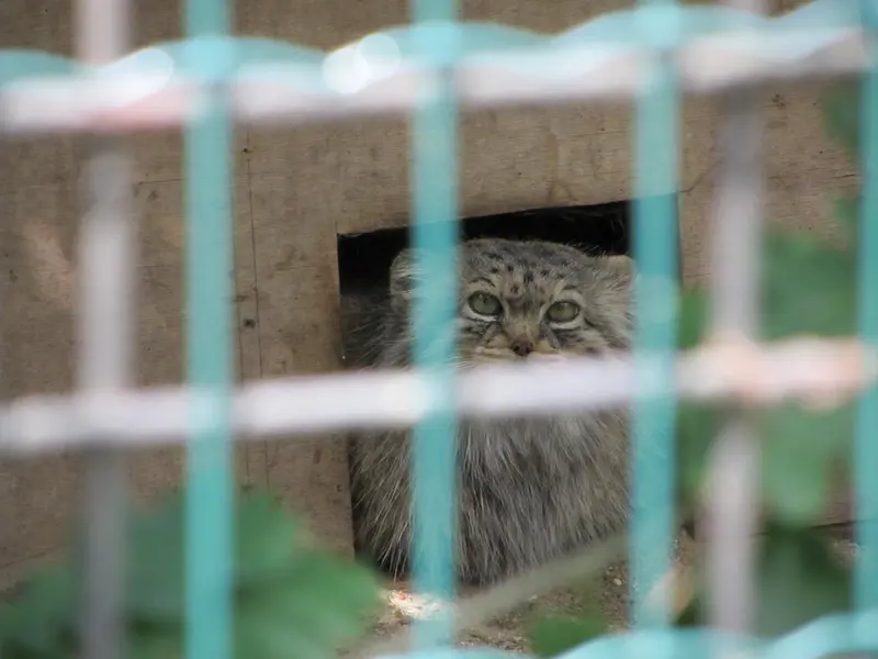 A photograph of Manuela in Magdeburg Zoo