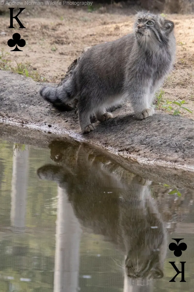 A photograph of a Pallas's cat