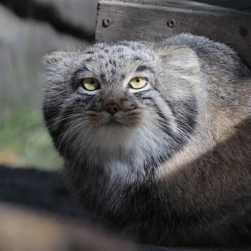 A photograph of Mensu in Novosibirsk Zoo