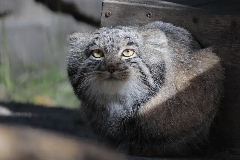 A photograph of Mensu in Novosibirsk Zoo