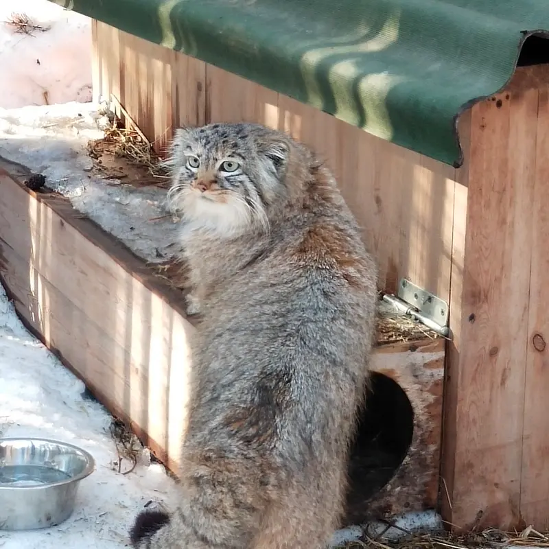 A photograph of a Pallas's cat in Novosibirsk Zoo