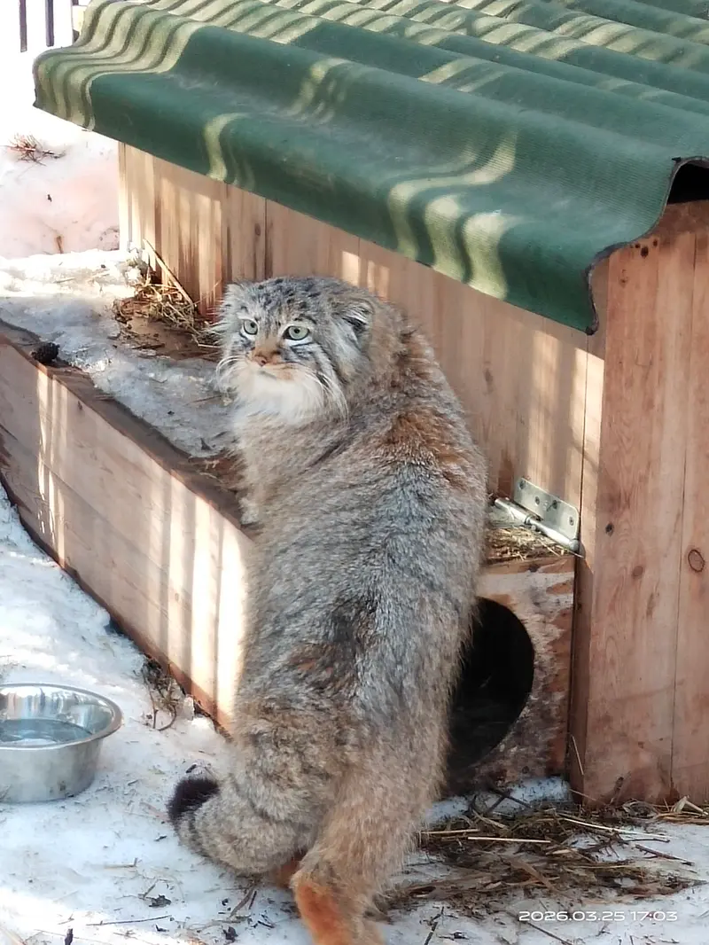 A photograph of a Pallas's cat in Novosibirsk Zoo