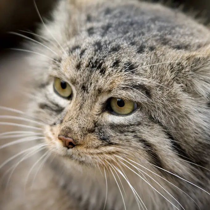 A photograph of a Pallas's cat in Bramble Park Zoo