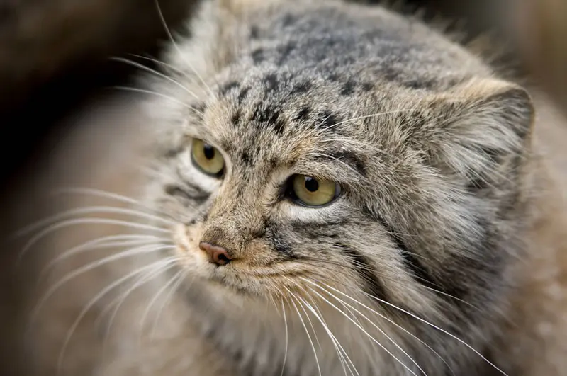 A photograph of a Pallas's cat in Bramble Park Zoo