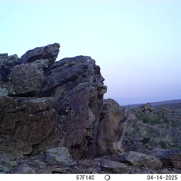 A photograph of Otocolobus manul manul from Karashoky camera trap