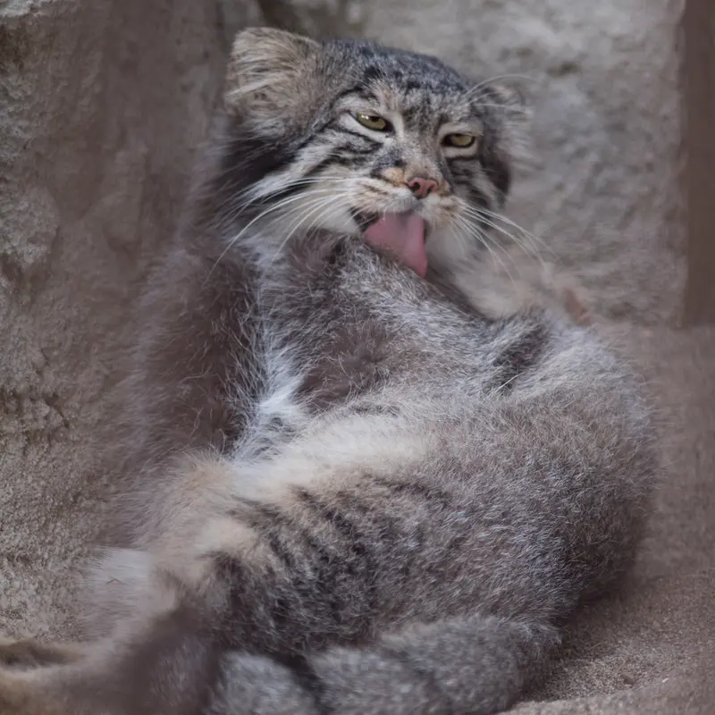A photograph of Figa in Nogeyama Zoo