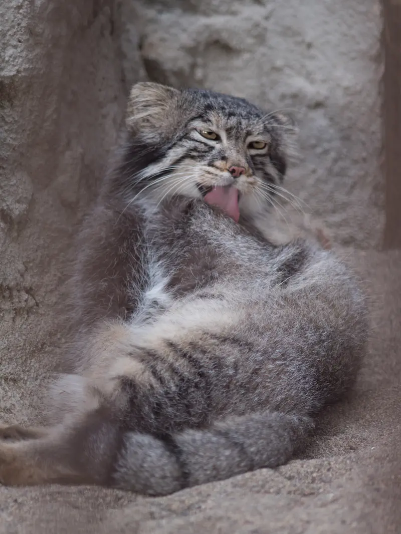A photograph of Figa in Nogeyama Zoo
