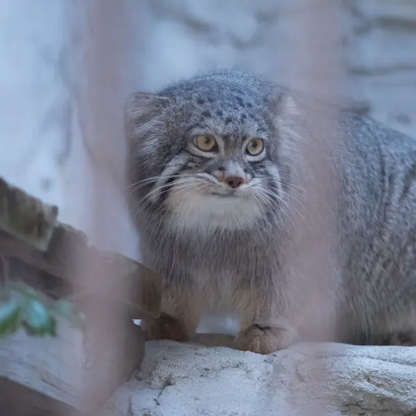A photograph of Figa in Nogeyama Zoo