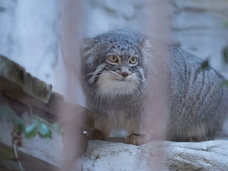 A photograph of Figa in Nogeyama Zoo
