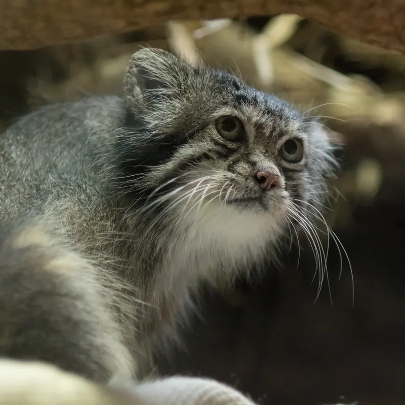 A photograph of Klyon in Ueno Zoological Gardens