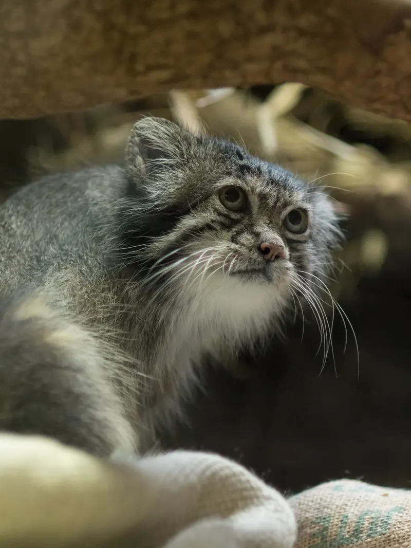 A photograph of Klyon in Ueno Zoological Gardens