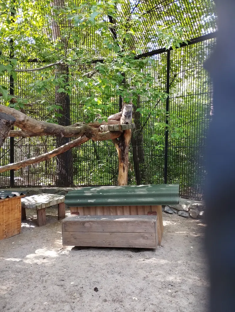 A photograph of a Pallas's cat in Novosibirsk Zoo