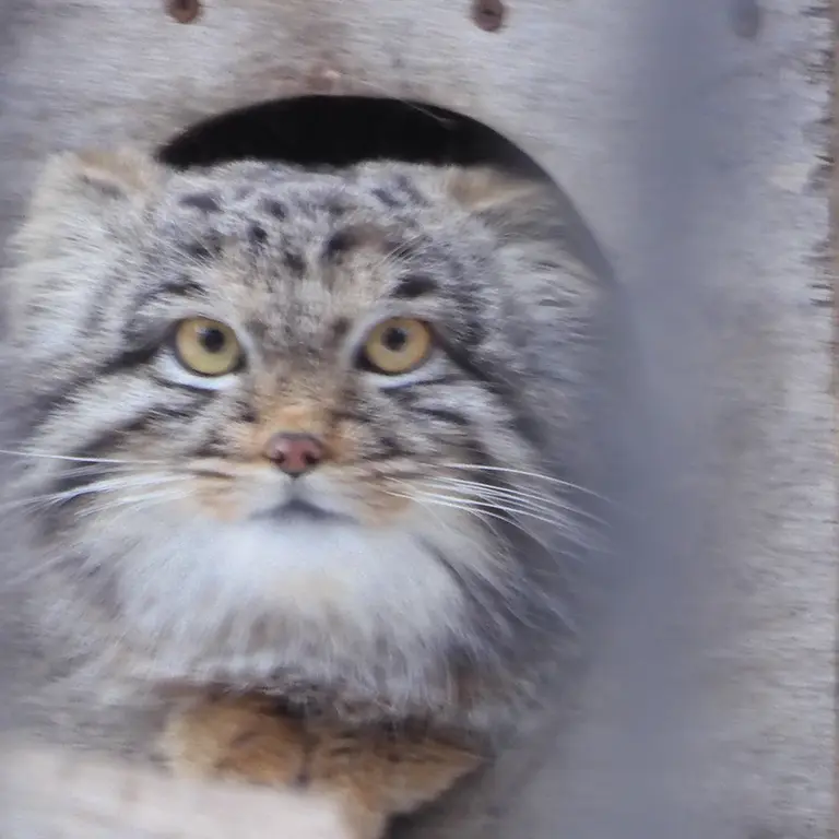 A photograph of Mensu in Novosibirsk Zoo