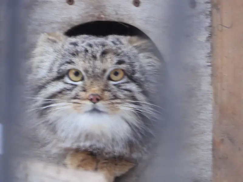 A photograph of Mensu in Novosibirsk Zoo