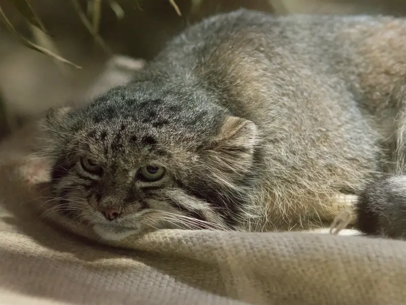 A photograph of Klyon in Ueno Zoological Gardens